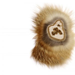 <strong>Art Jewellery by Young Talents 2009</strong><br>Brooch, tree fungus, stainless steel, fur, <strong>Susanne Wolbers</strong>, 2009<br><span class="fotocredits">Photo: Petra Jaschke</span>